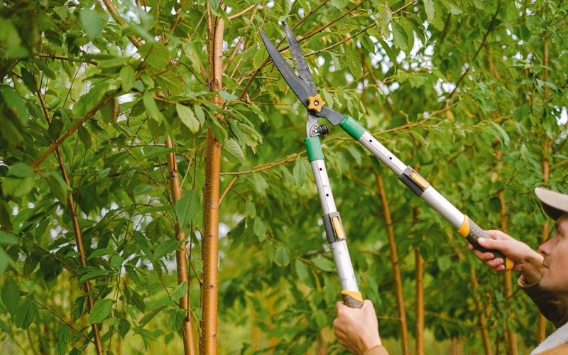 Tree trimming in Oquawka, IL