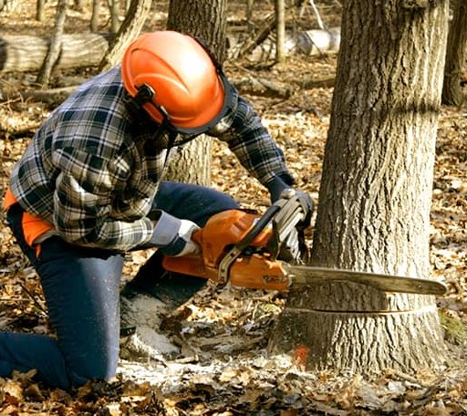 Tree Removal in Oquawka, IL